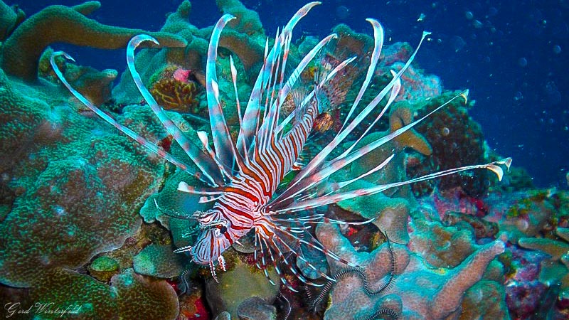 Lion Fish, seen while diving on Bohol Philippines